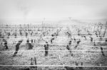Clos de Beze 3072.jpg